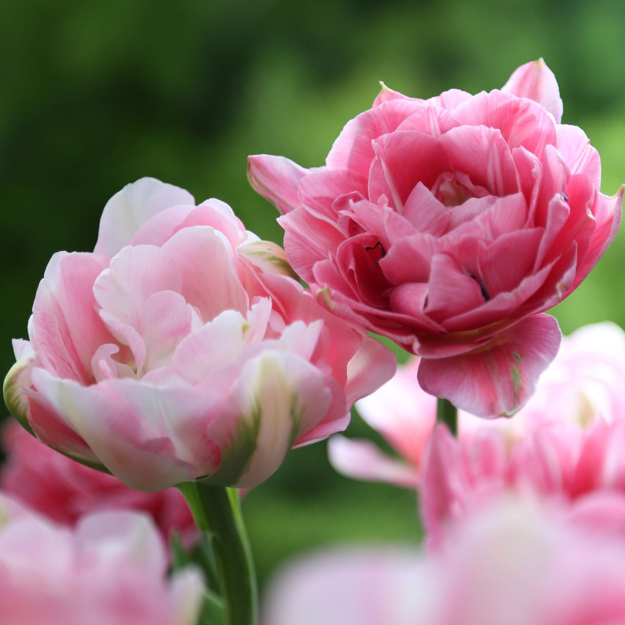 Tulip Double Late Aveyron & Finola - 20 bulbs - Longfield Gardens