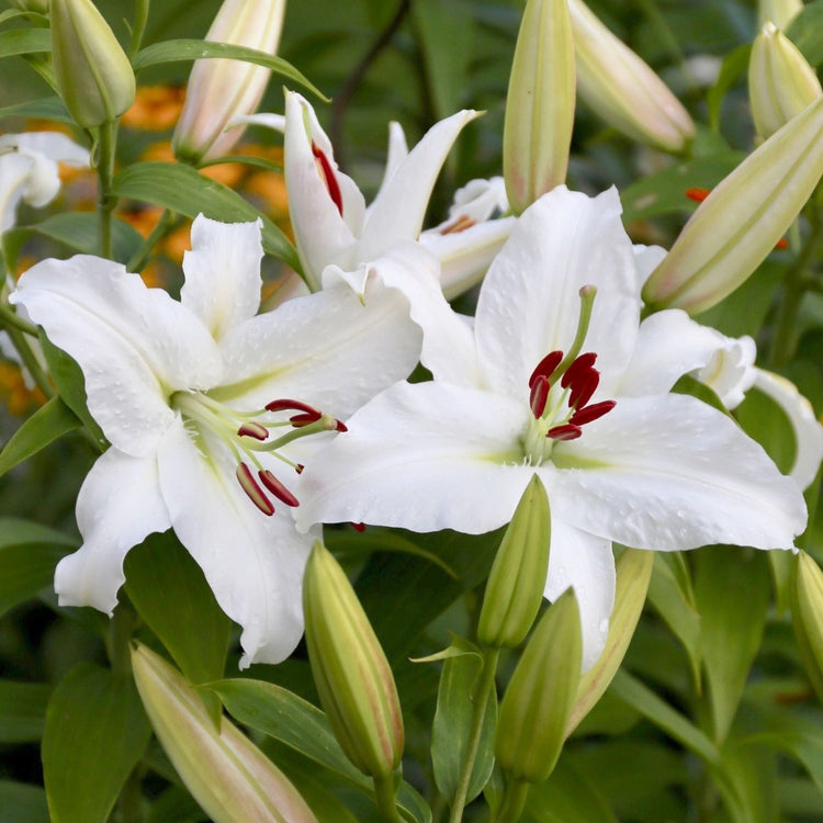 Lily Oriental Casa Blanca (Fall)