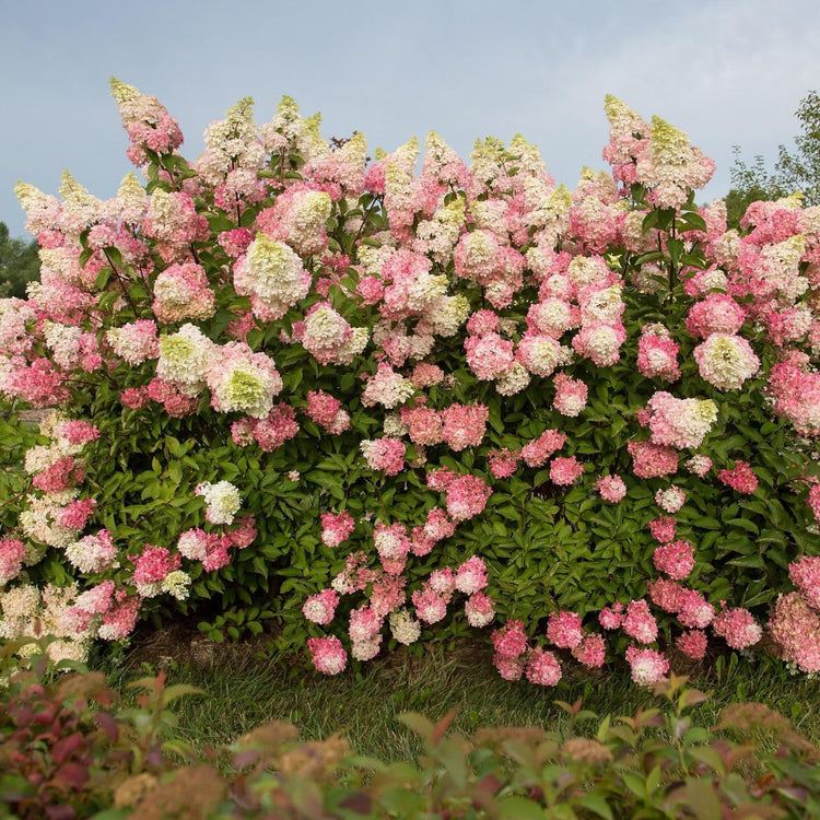 Hydrangea paniculata Berry White, showing a mature shrub with its white and pink late summer flowers.