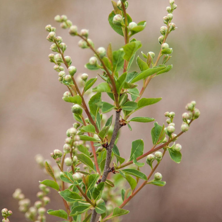 Close up of the pearly white buds of Exochorda x macrantha, pearlbush Lotus Moon.