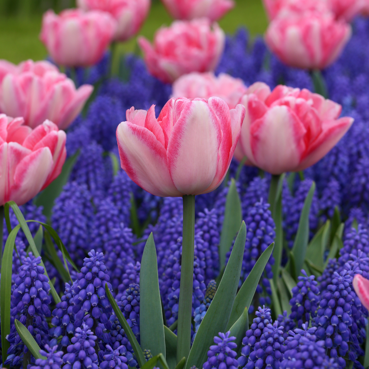 Tulip Foxtrot & Muscari Armeniacum