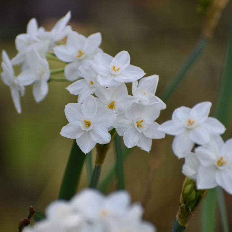 Daffodil Tazetta Nir Paperwhites
