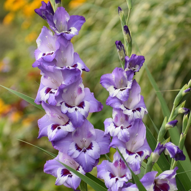 Gladiolus Vista