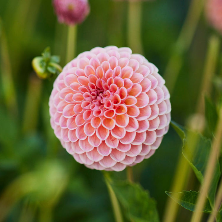 Dahlia Ball Jowey Winnie