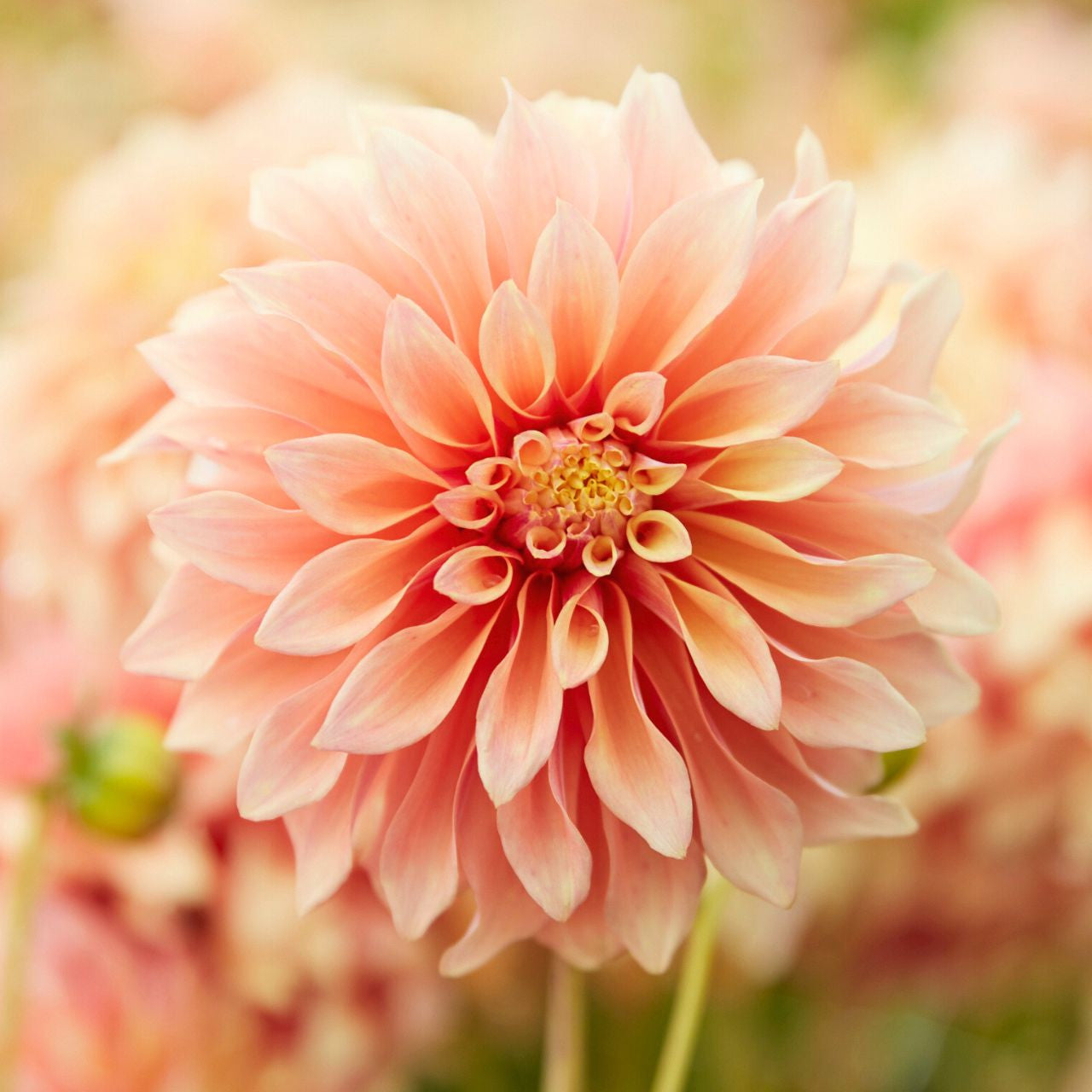Dahlia Dinnerplate Tyrell - 1 tuber clumps - Longfield Gardens