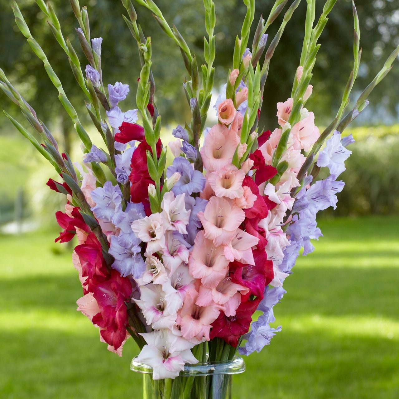 FMDT-66 'Gladiolus' ガレージキット Gladiolus Pixie Dust Mix - 50 corms - Longfield Gardens