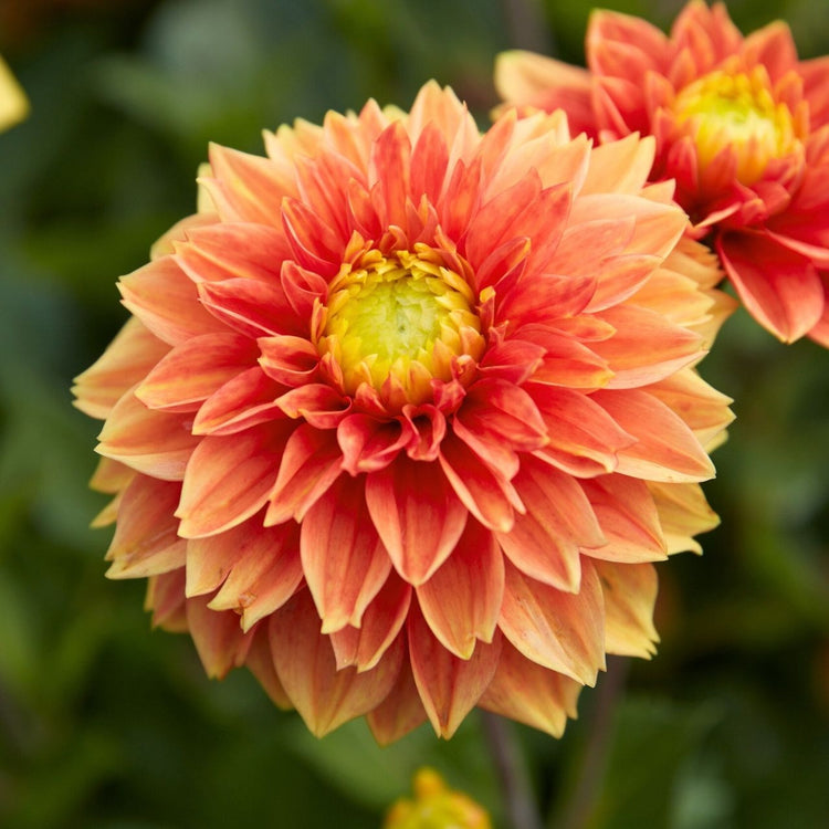 Dahlia Decorative Sunset Tropicana