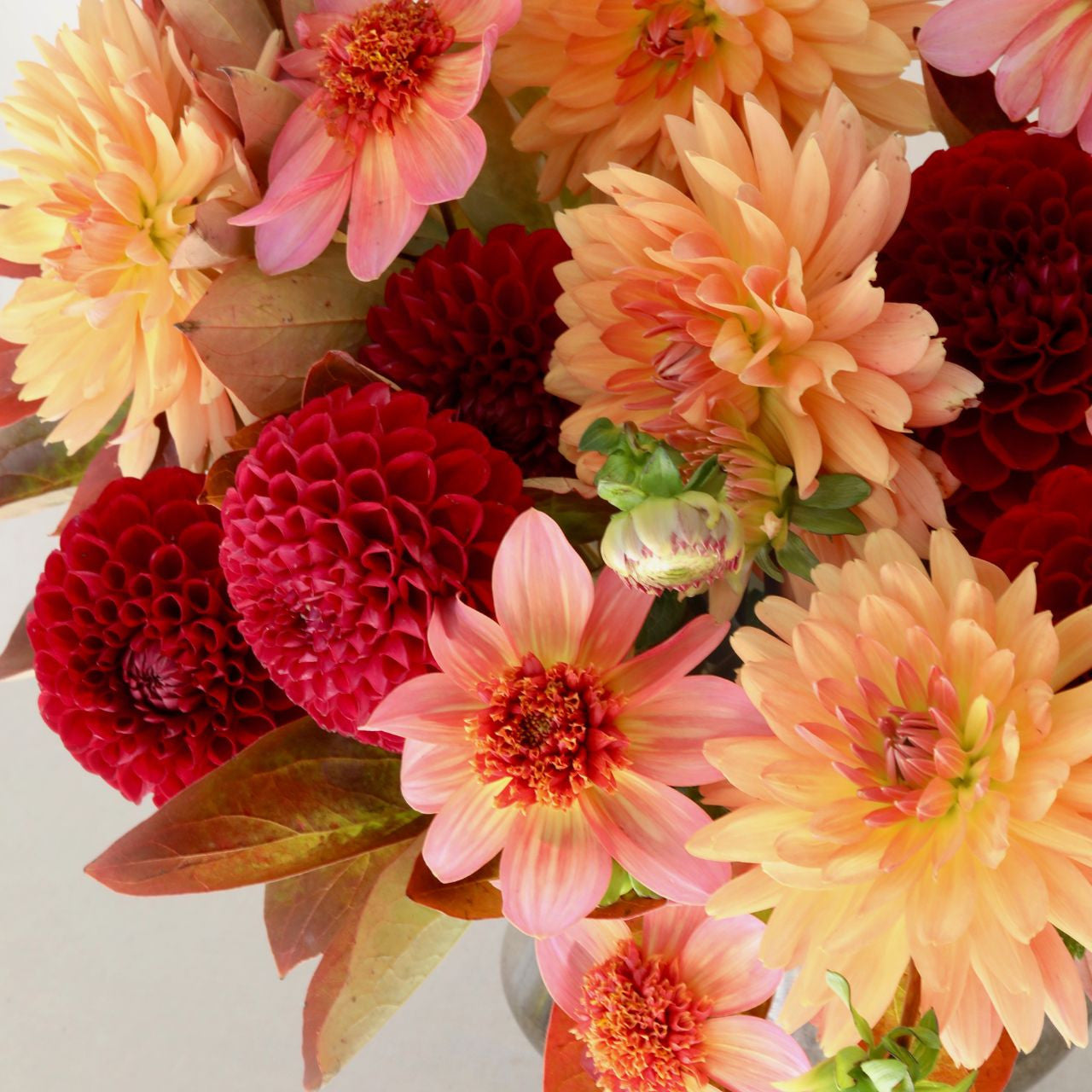 Dahlia Assorted Flirty Fleurs Marrakesh Collection 6 tuber clumps