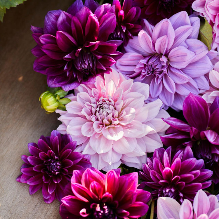 Dahlia Dinnerplate Berry Spritz Collection
