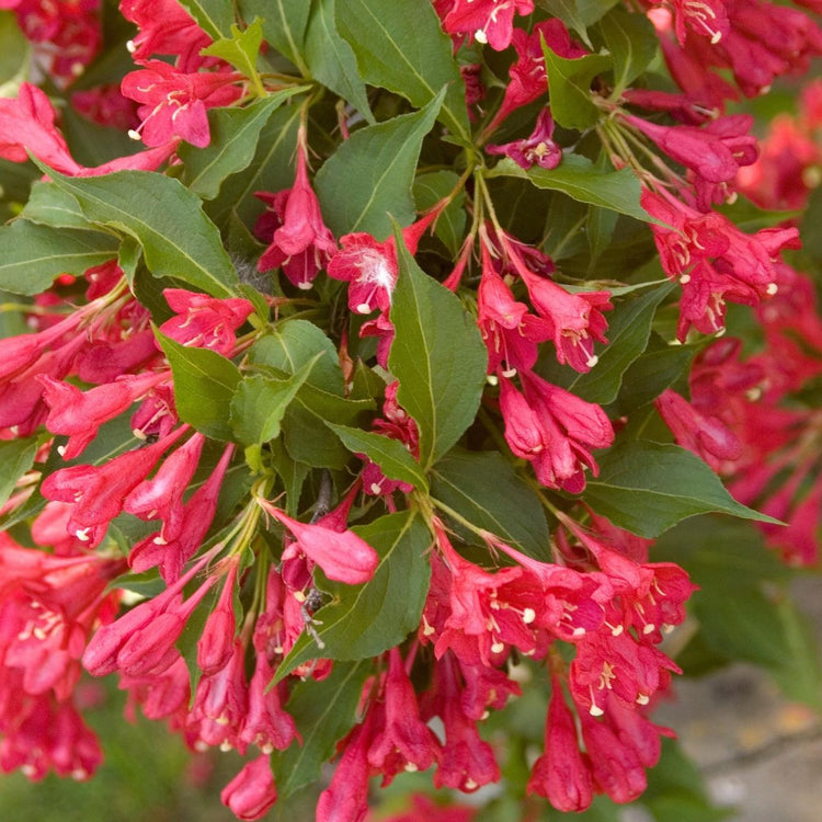 Close up of the cherry red flowers of the summer blooming shrub  Weigela florida Red Prince.