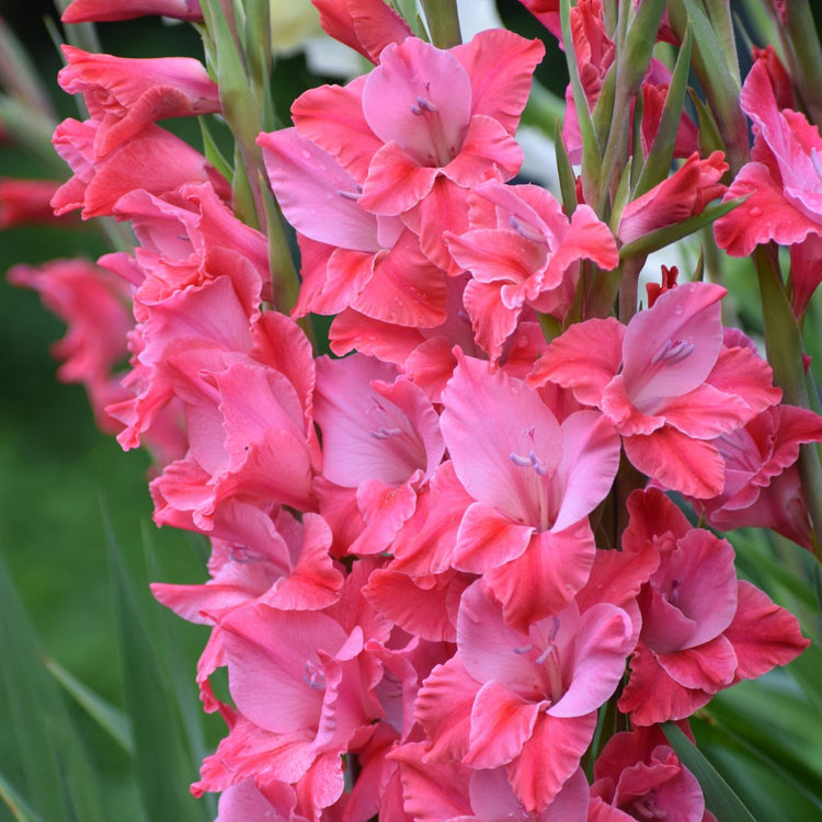 Gladiolus Large Flowering Titanic