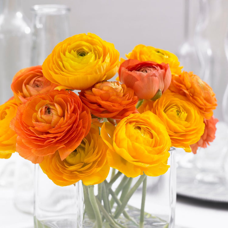 An arrangement of yellow, orange and red ranunculus in a clear glass vase.