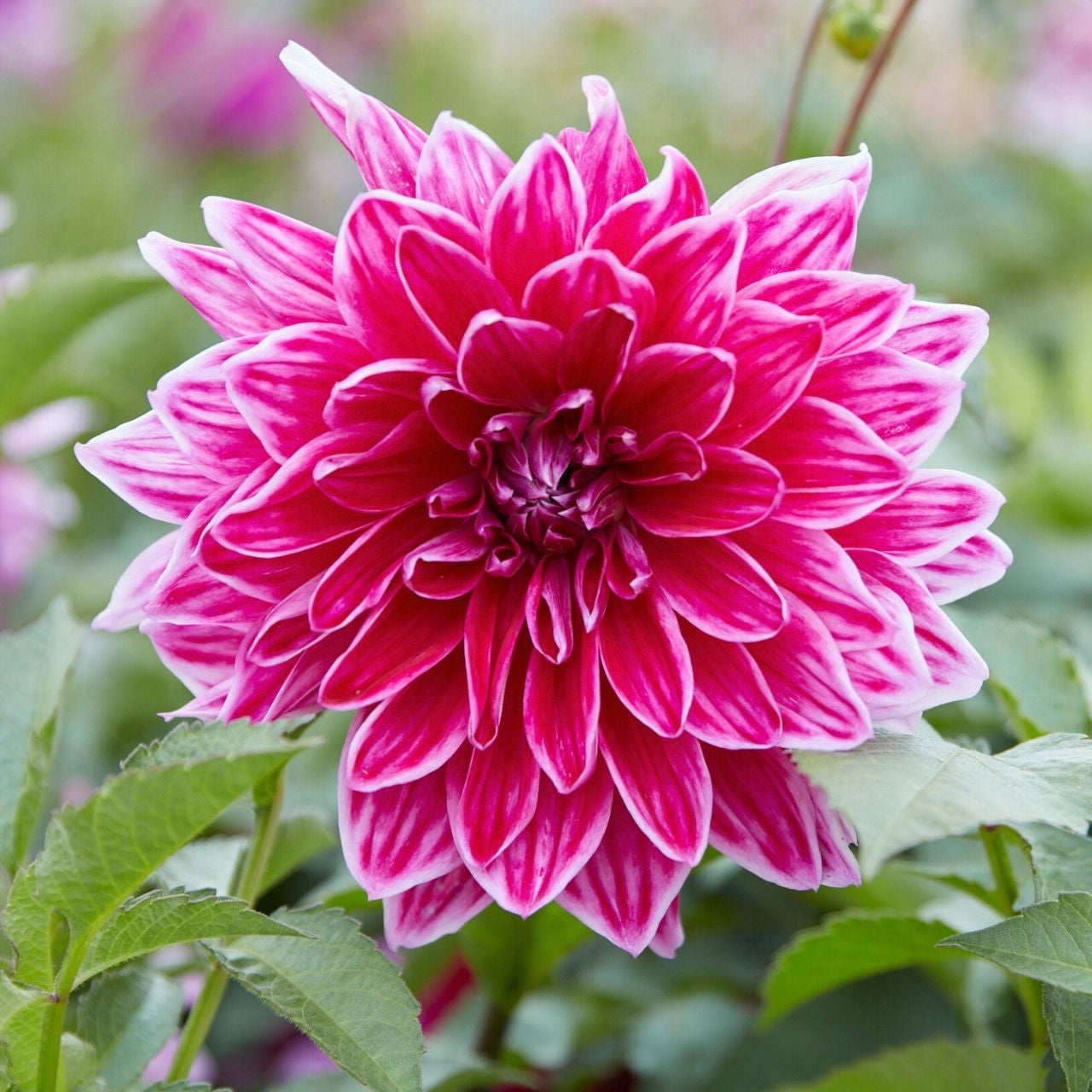 Dahlia Dinnerplate Mero Star - 2 tuber clumps - Longfield Gardens