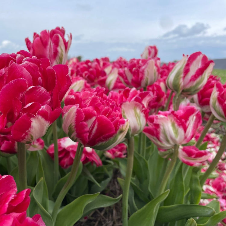 Tulip Double Early Marshmallow