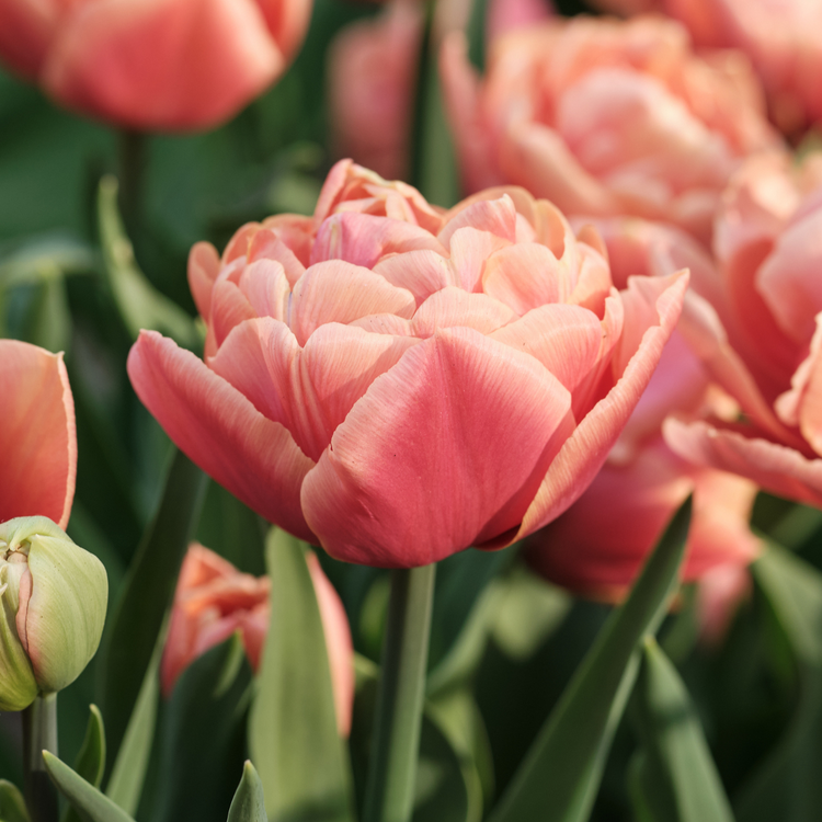 Tulip Double Late Copper Image