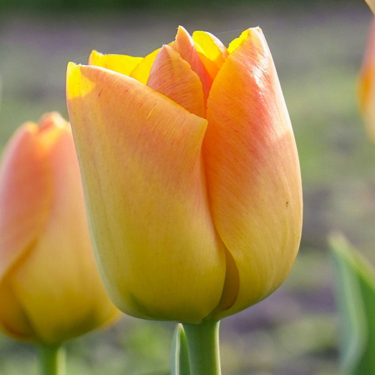 Tulip Darwin Hybrid Chongming Love