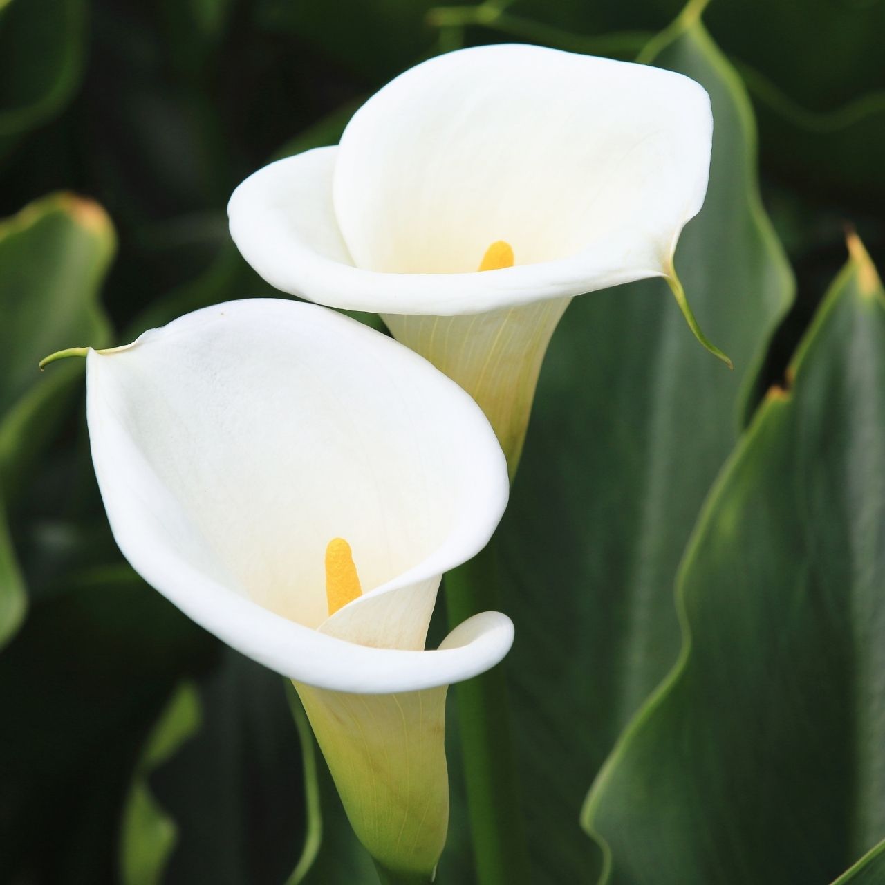 Calla Lily Aethiopica - 3 bulbs - Longfield Gardens