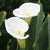 All Spring Planted Plants for Cut Flowers