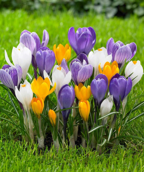 Crocus