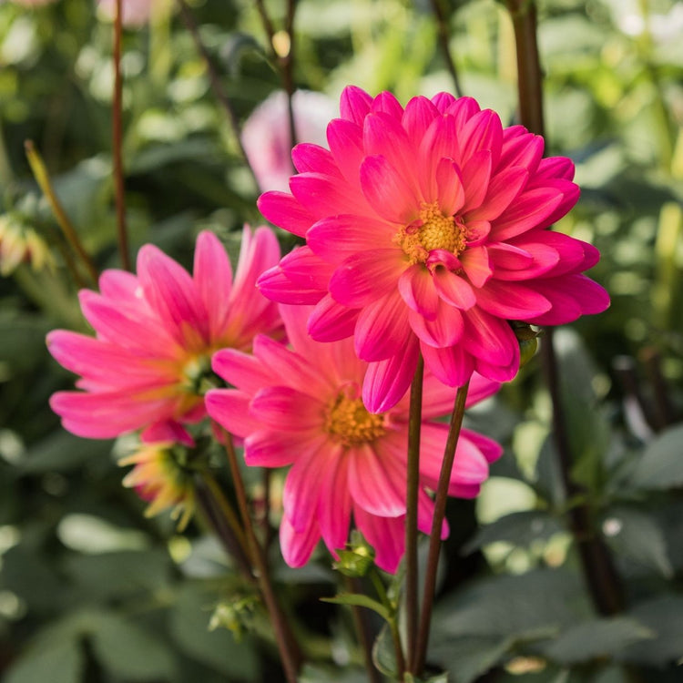 Several blossoms of decorative dahlia Karma Fuchsiana growing in a garden, showing the flowers' brilliant, hot pink color.