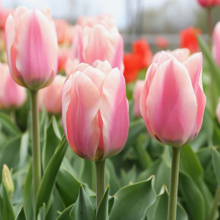 Tulip Triumph Apricona