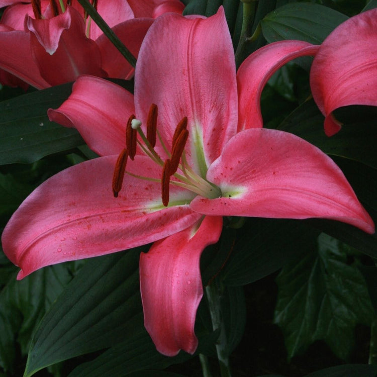Lily Oriental Meridon