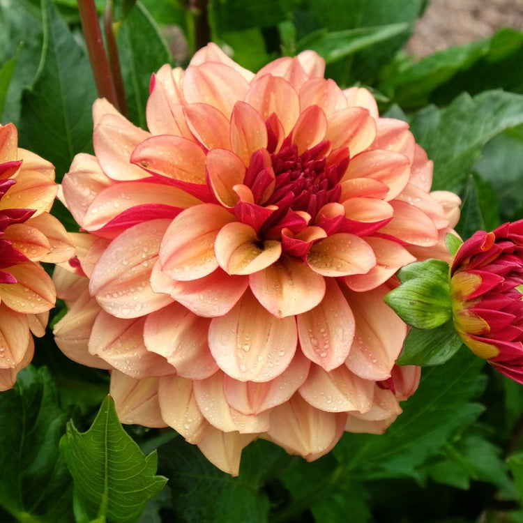 Decorative dahlia Creme de Cognac, showing a single blossom with peach and copper petals and a brick reverse.
