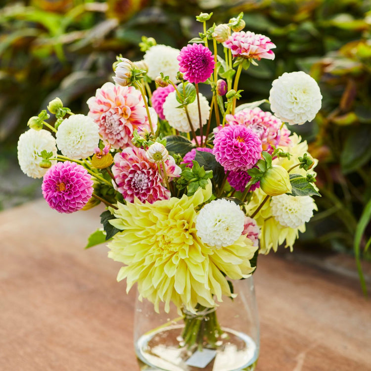 Dahlia Assorted Pink Lemonade Collection