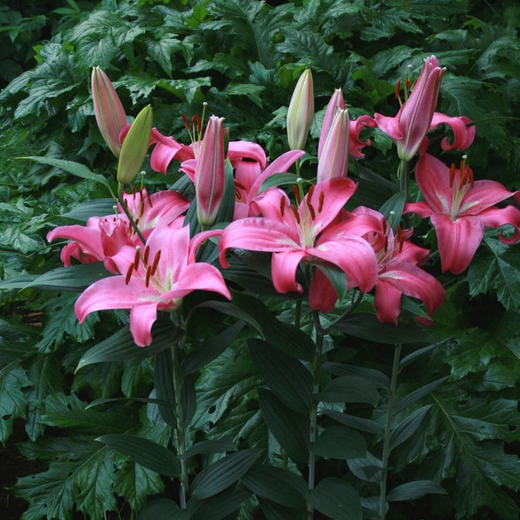 Oriental lily Meridon blooming in a perennial garden, displaying large deep pink flowers on strong stems.