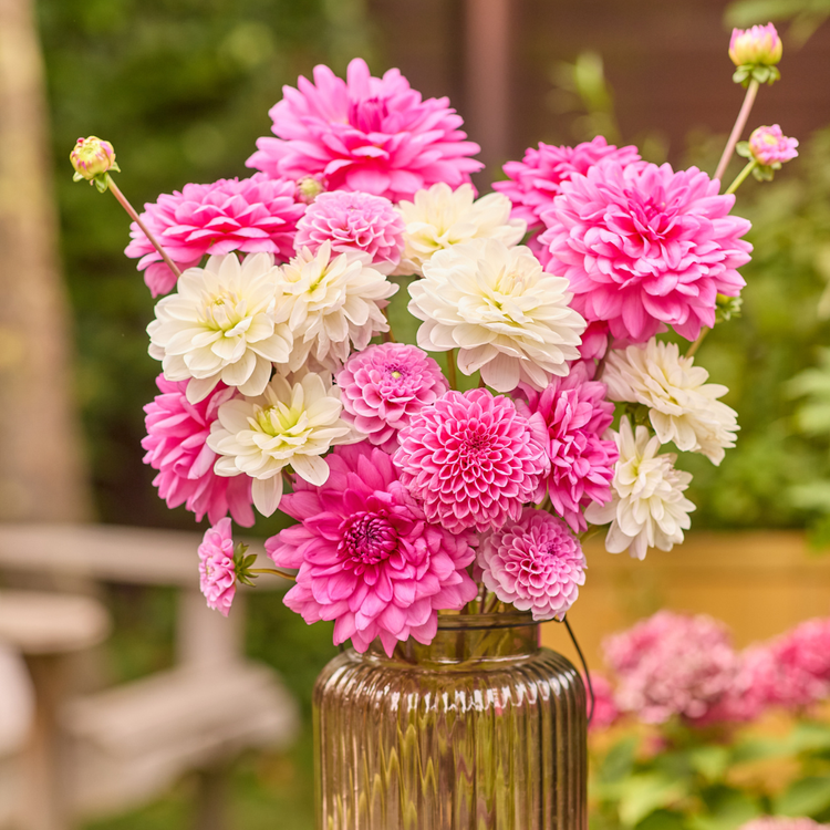 Dahlia Assorted Rose Glow Collection