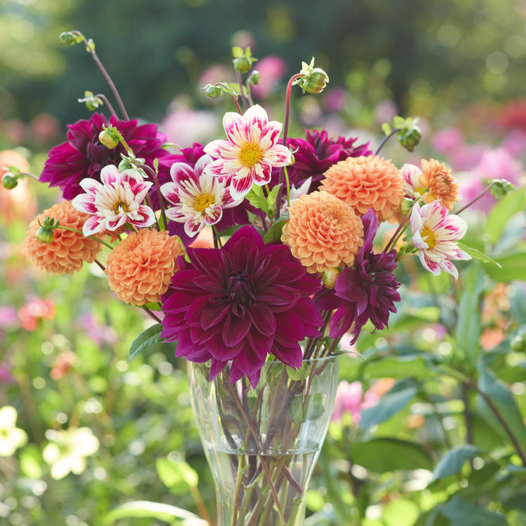 Dahlia Assorted Radiant Fusion Collection