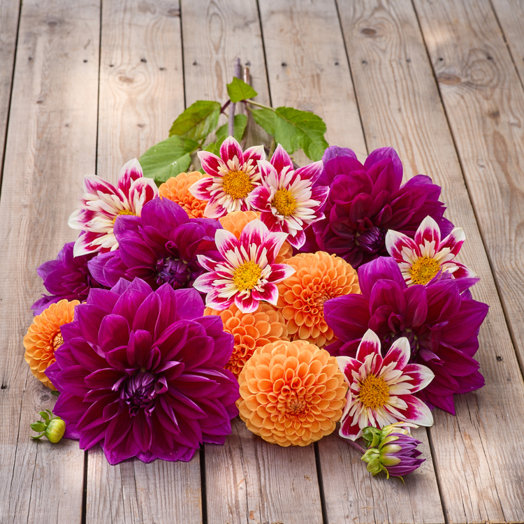 Dahlia Assorted Radiant Fusion Collection