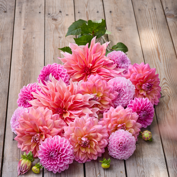 Dahlia Assorted Pretty in Pink Collection