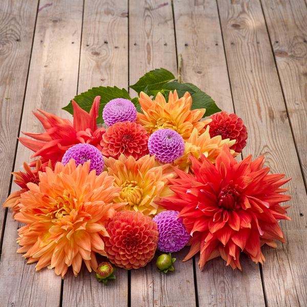 Dahlia Assorted Painters Palette Collection 8 tuber clumps