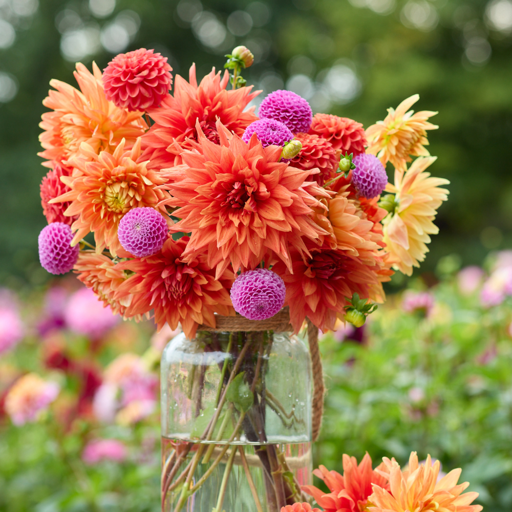 Dahlia Assorted Painters Palette Collection 8 tuber clumps
