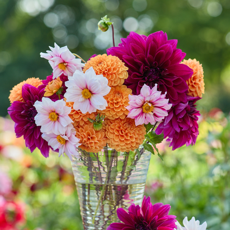 Dahlia Assorted Joyful Elegance Collection