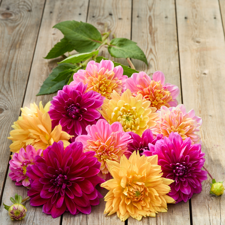 Dahlia Assorted Lumina Collection