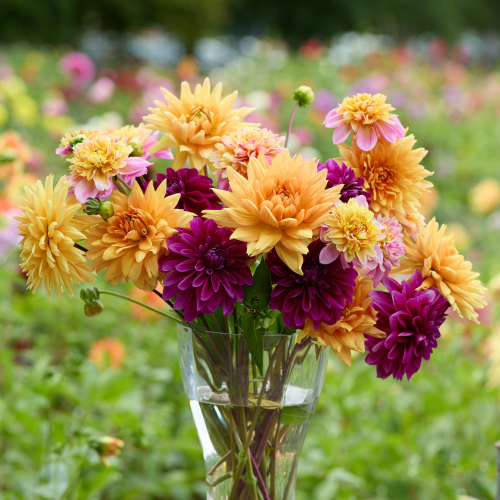Dahlia Assorted Lumina Collection 6 tuber clumps - Longfield Gardens