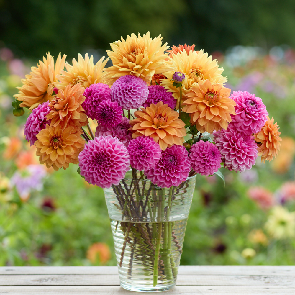 Dahlia Assorted Horizon Glow Collection 8 tuber clumps - Longfield