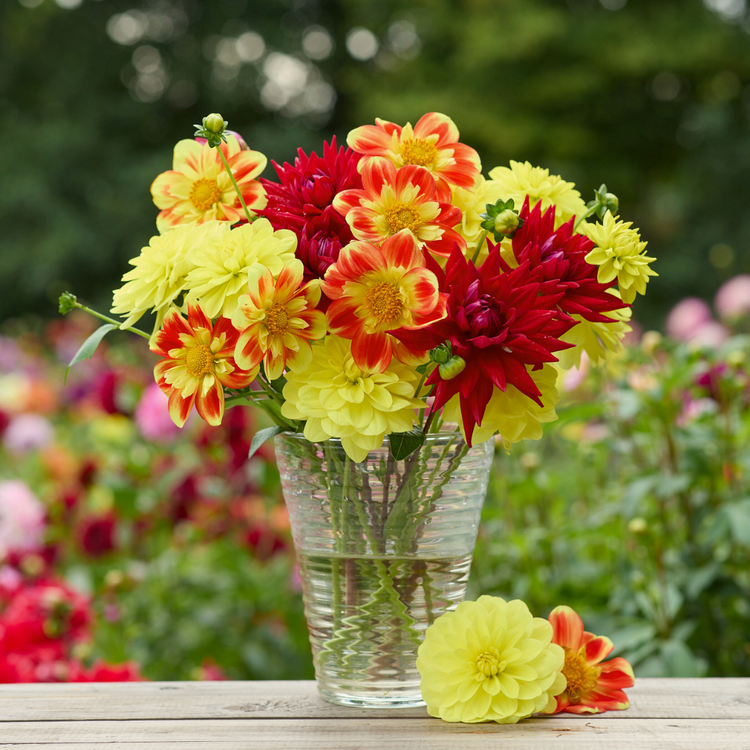 Dahlia Assorted Golden Glow Collection