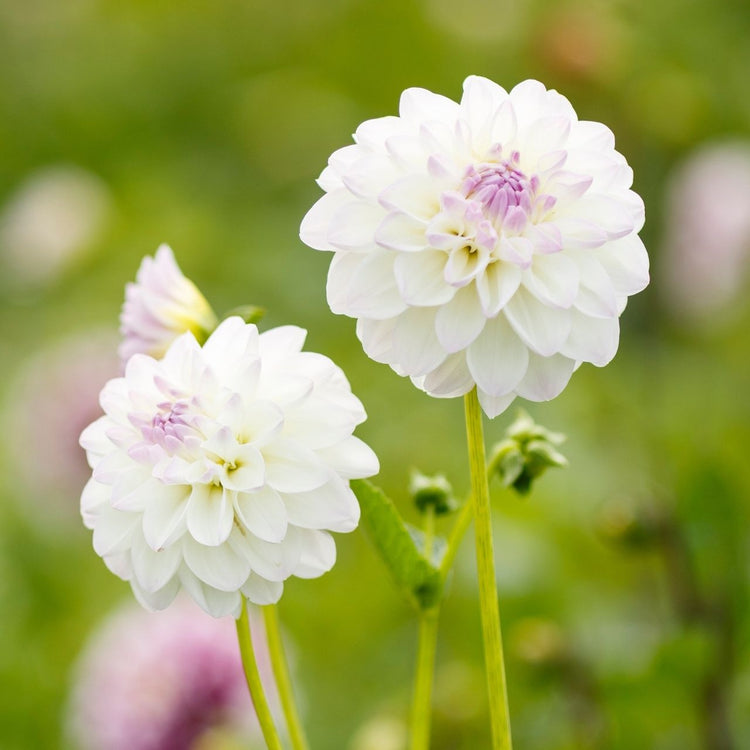Two blossoms of decorative dahlia Eveline in a flower garden, showing the flowers' pure white petals with lilac-pink tips and center.