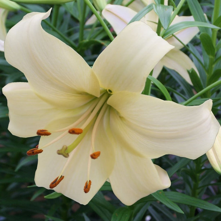 Asiatic lily Pearl White has large, creamy-white flowers that are slightly downward-facing.