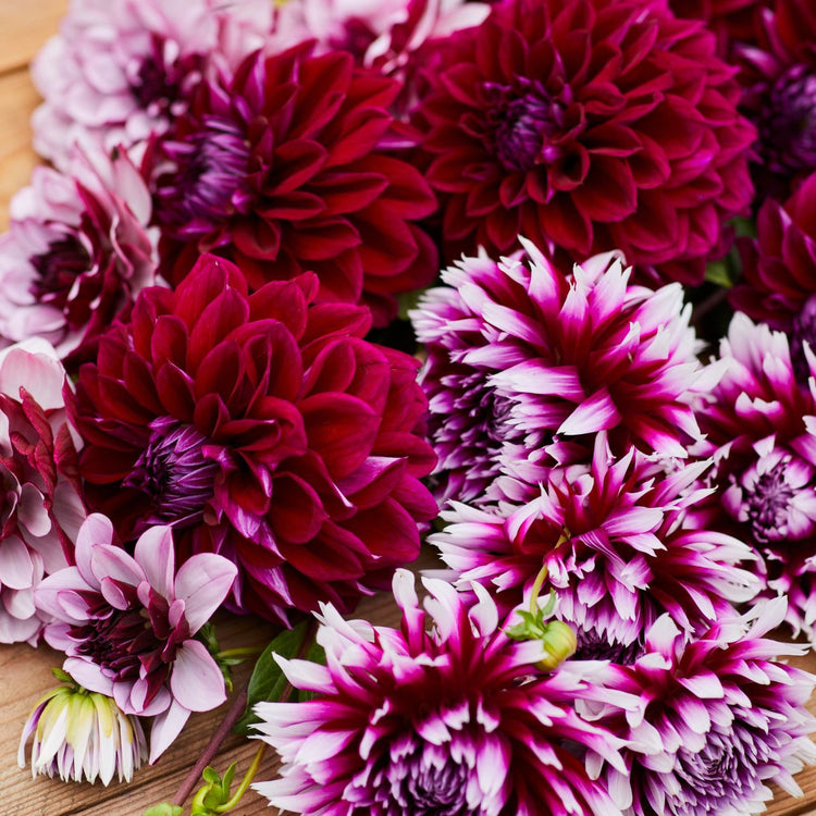 Dahlia Assorted Berries & Cream Collection