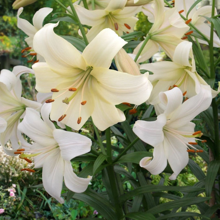 Asiatic lily Pearl White blooming in a summer garden, showing tall stems with an abundance of large white flowers.