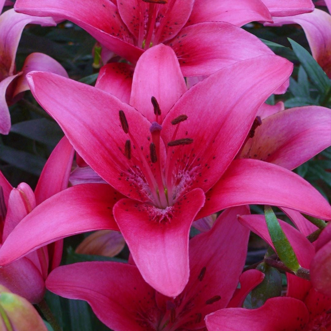 Lily Asiatic Pink County - 5 bulbs - Longfield Gardens