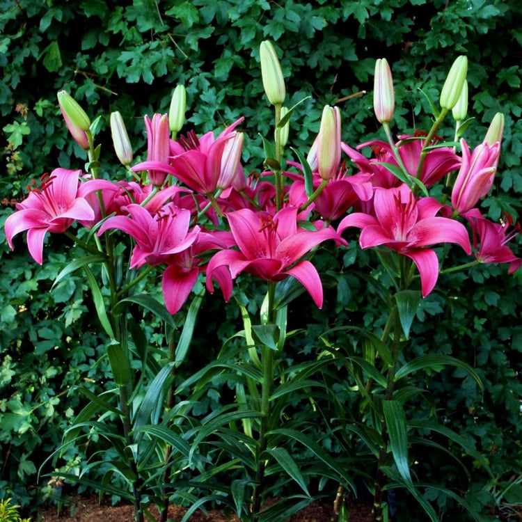 hot pink asiatic lily Lily Asiatic Pink County (Spring)