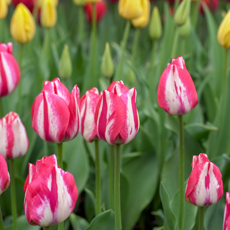 Tulip Triumph Spryng Break