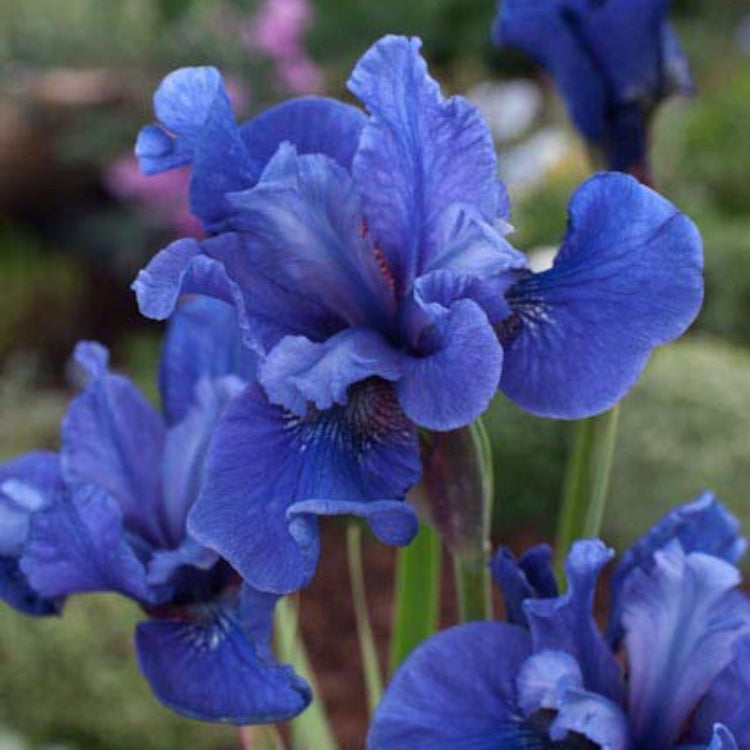 Iris Siberica Cote D'Azur