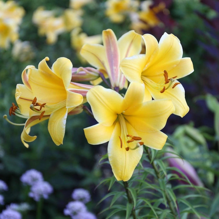 Trumpet lily Golden Splendor growing in a flower garden, displaying a fragrant cluster of large, deep yellow blossoms.