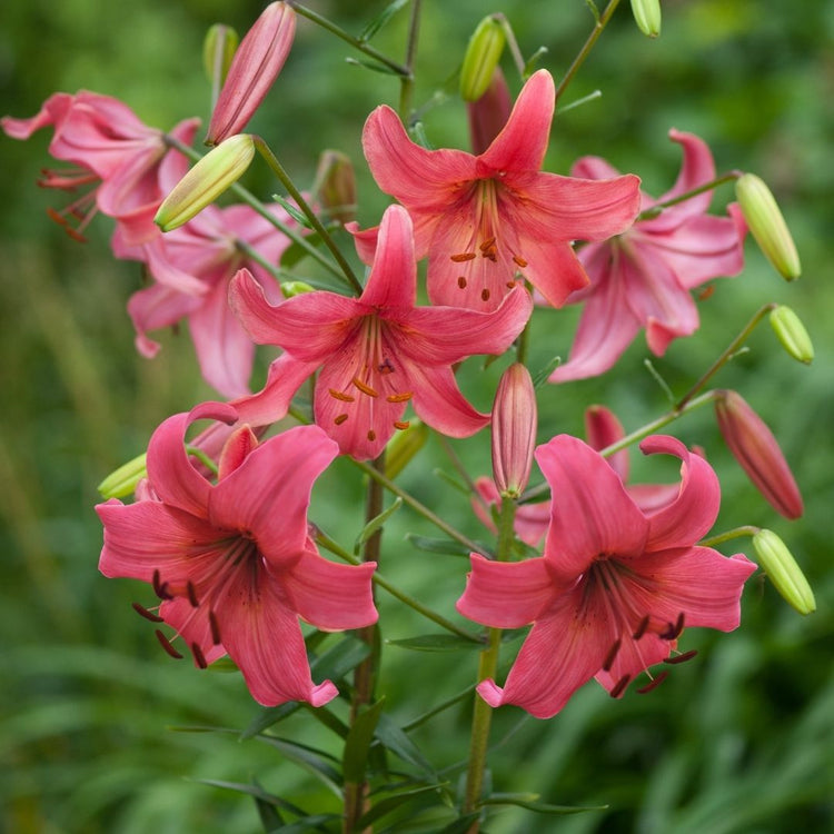 The hot pink Asiatic lily Pink Flight blooming in a garden setting, showing multiple flowers on a single stem.